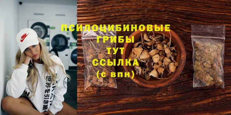 купить  цена  Малаховка  Галлюциногенные грибы Cubensis 